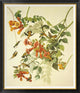 "Ruby-Throated Hummingbird" Framed Canvas Giclee by John James Audubon, 39x46"