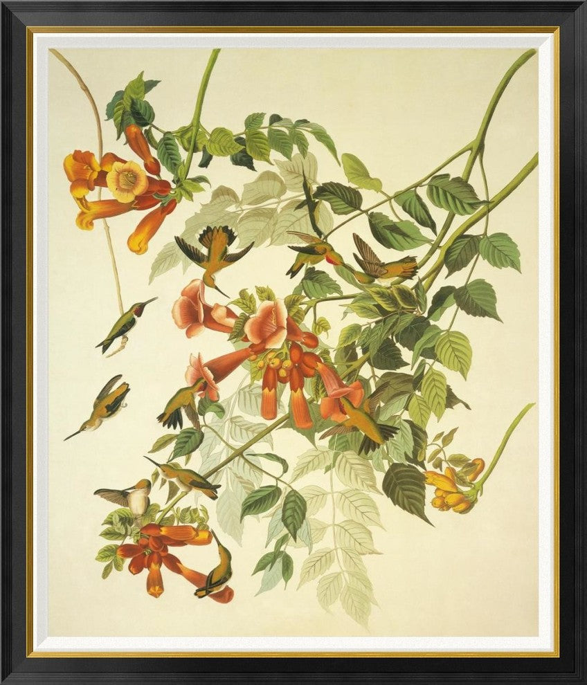 "Ruby-Throated Hummingbird" Framed Canvas Giclee by John James Audubon, 39x46"
