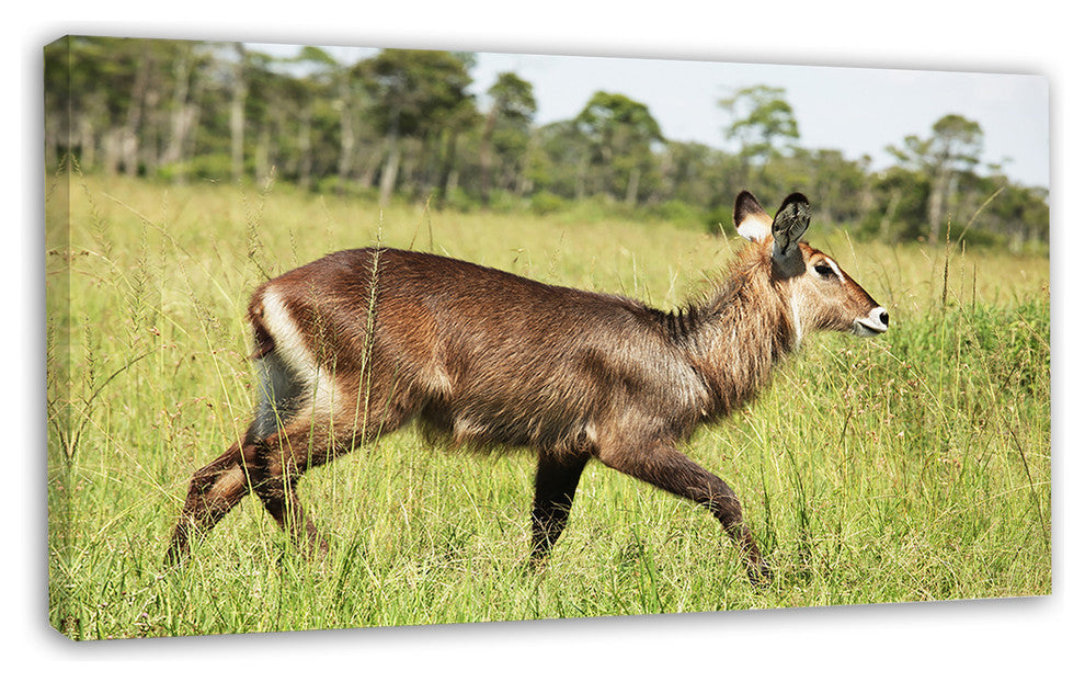 Waterbuck Antelope in Green Grass, African Canvas Art Print, 32"x16"