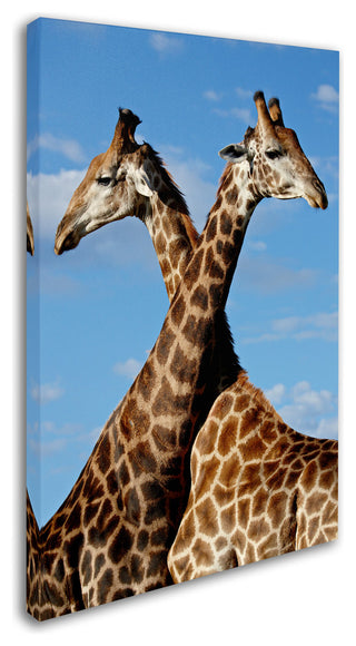 "Two Giraffes" by Robert Harding Picture Library, Canvas Art, 22"x32"