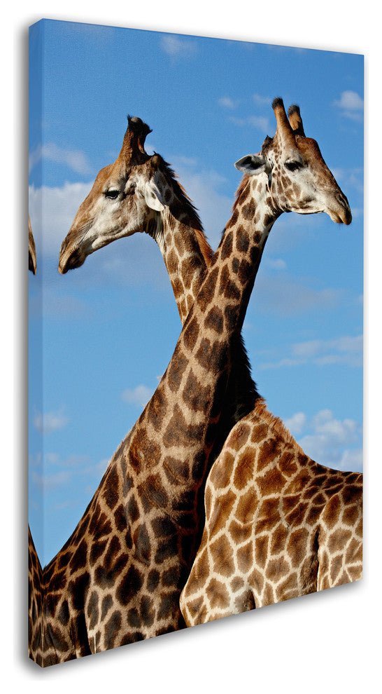 "Two Giraffes" by Robert Harding Picture Library, Canvas Art, 22"x32"