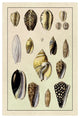 "Shells: Convoltae and Orthocerata" Digital Paper Print by G.B. Sowerby, 18"x26"