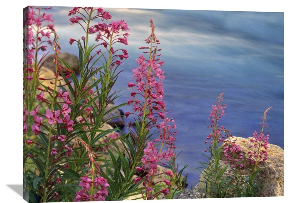 "Fireweed Against Flowing Stream, North America" Artwork, 40" x 30"