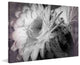 "Big Bertha Blooms" Painting Print on Canvas by Robertson