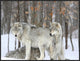 "Grey wolves huddle together during a snowstorm, Quebec"  by Anonymous, 33x25"