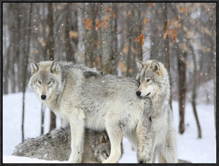 "Grey wolves huddle together during a snowstorm, Quebec"  by Anonymous, 33x25"