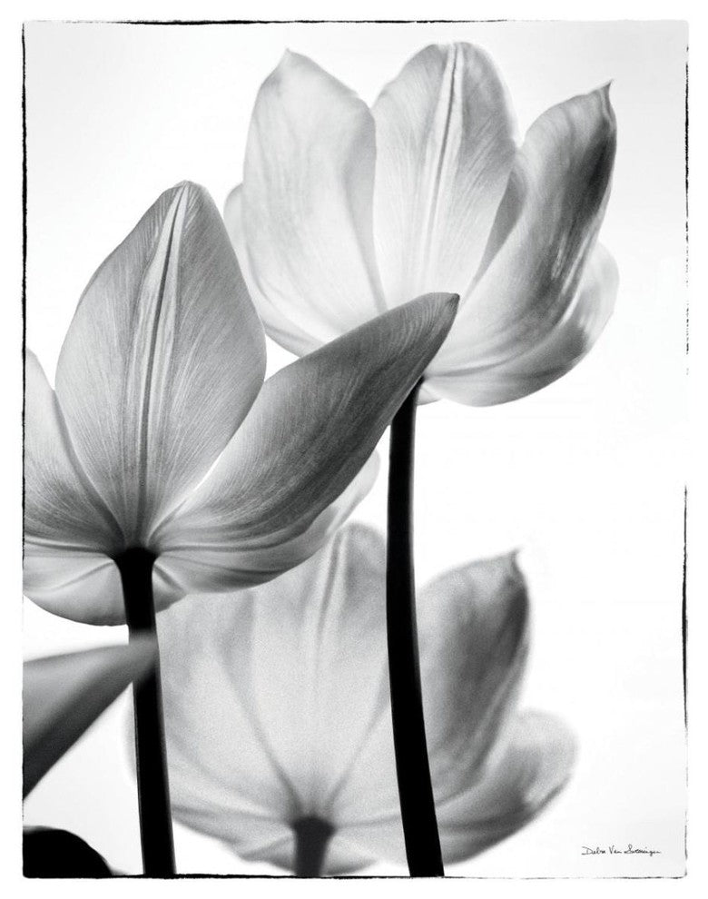 "Translucent Tulips III" Digital Paper Print by Debra Van Swearingen, 26"x34"