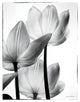 "Translucent Tulips III" Digital Paper Print by Debra Van Swearingen, 26"x34"