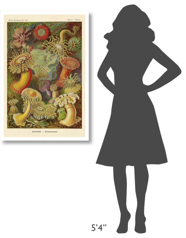 "Haeckel Nature Illustrations: Actiniae" Paper Print by Ernst Haeckel, 26"x38"