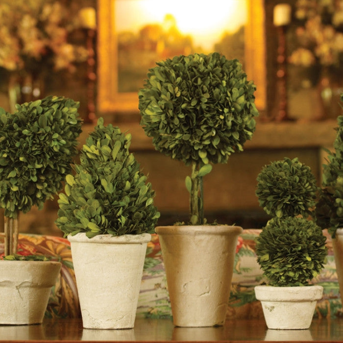 Set of 8 Mini English Topiary Boxwoods in Pots Tabletop Grouping Greenery 16 in