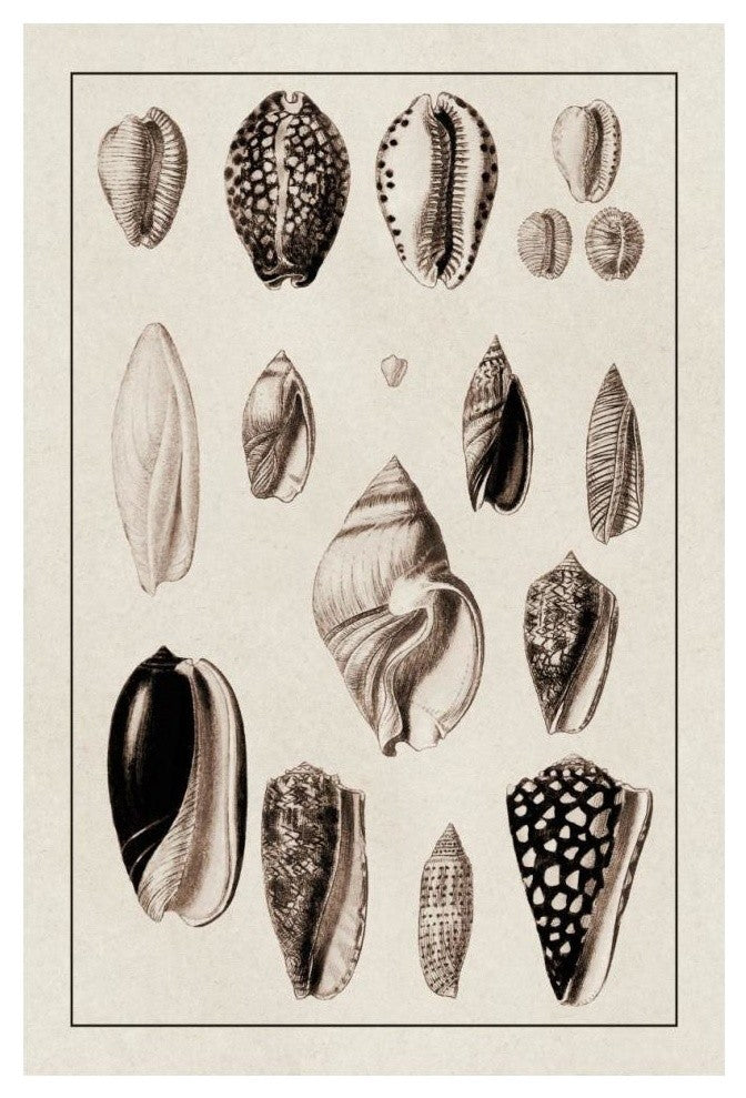 "Shells: Convoltae and Orthocerata (Sepia)" Paper Print by G.B. Sowerby, 14"x20"