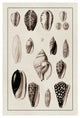 "Shells: Convoltae and Orthocerata (Sepia)" Paper Print by G.B. Sowerby, 14"x20"