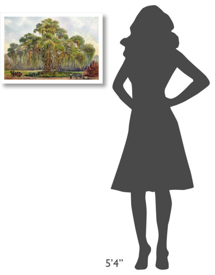 "Terminalia auf Java Riesenbaum mit Lianen" Print by Ernst Haeckel, 26"x18"