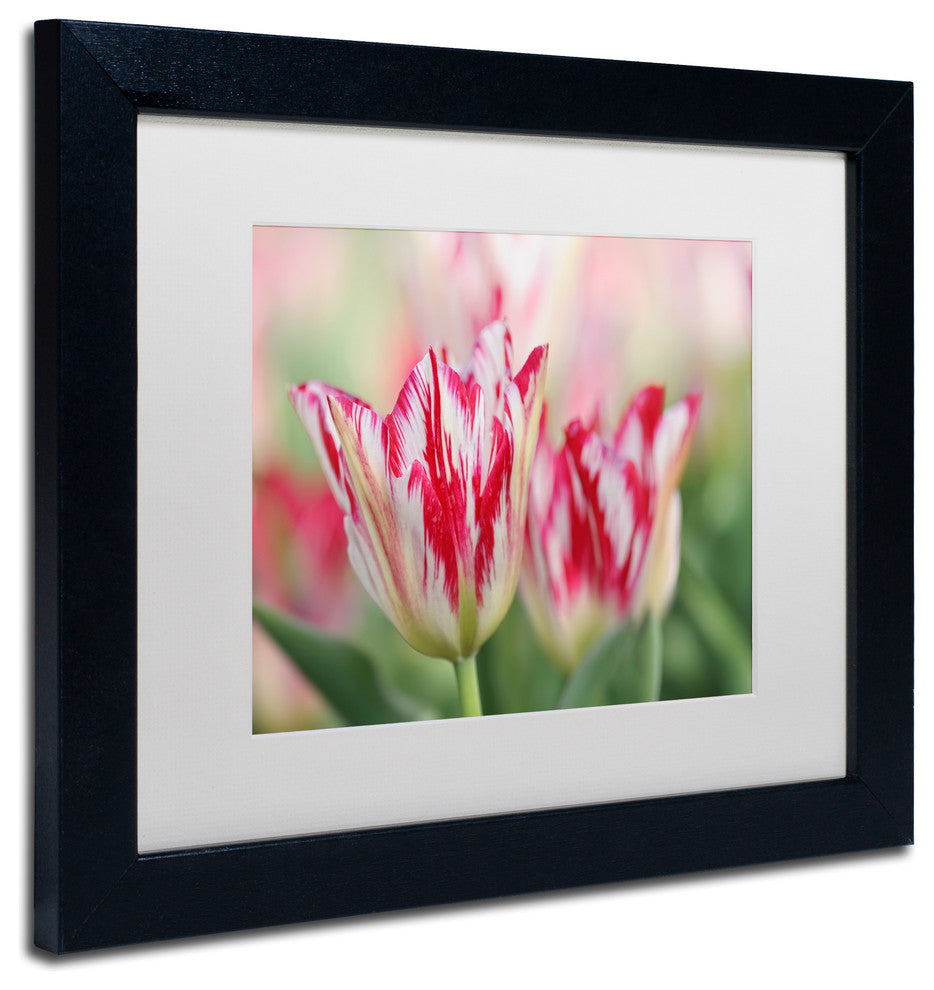 Cora Niele 'Rembrandt Silver Standard Tulip' Matted Framed Art