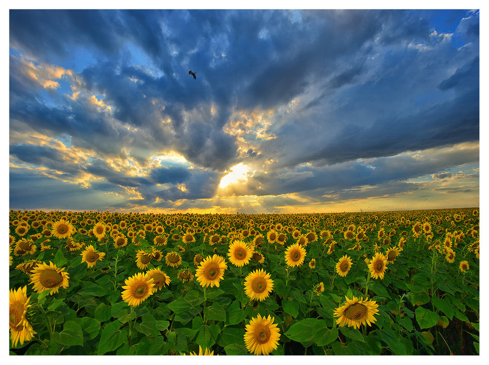 Beauty Sunset over Sunflowers, Landscape Canvas Art Print, 40"x30"