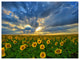 Beauty Sunset over Sunflowers, Landscape Canvas Art Print, 40"x30"