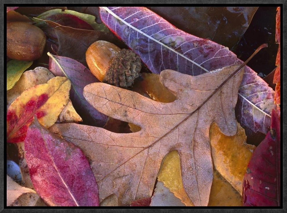 Acorns, Oak, Cherry and Sumac, Fall, Petit Jean State Park, Arkansas, 16"x12"