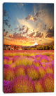 Majestic Lavender Field At Sunset, Floral Canvas Art Print, 16"x32"