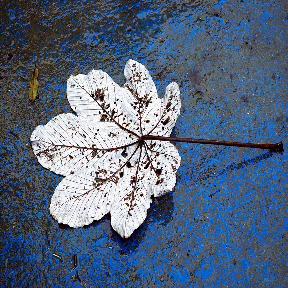 "Fallen" Paper, 48"x24"