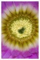 "Lace Hedgehog Cactus flower, Red Corral Ranch" Paper Art, 34"x50"