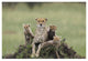 "Cheetah mother and 8-9 week old cubs, Maasai Mara Reserve" Paper Art, 38"x26"