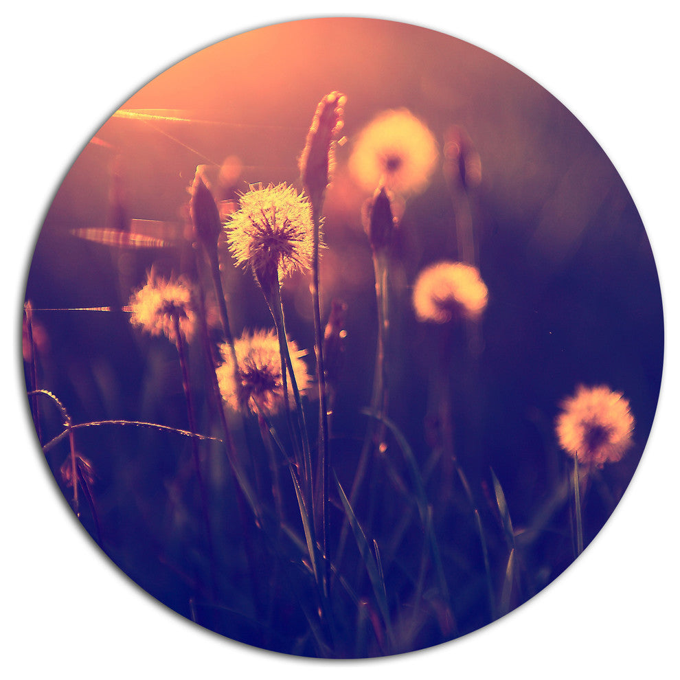 Vintage Photo Of Dandelion Garden, Flower Round Metal Wall Art, 38"