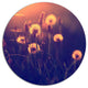 Vintage Photo Of Dandelion Garden, Flower Round Metal Wall Art, 38"