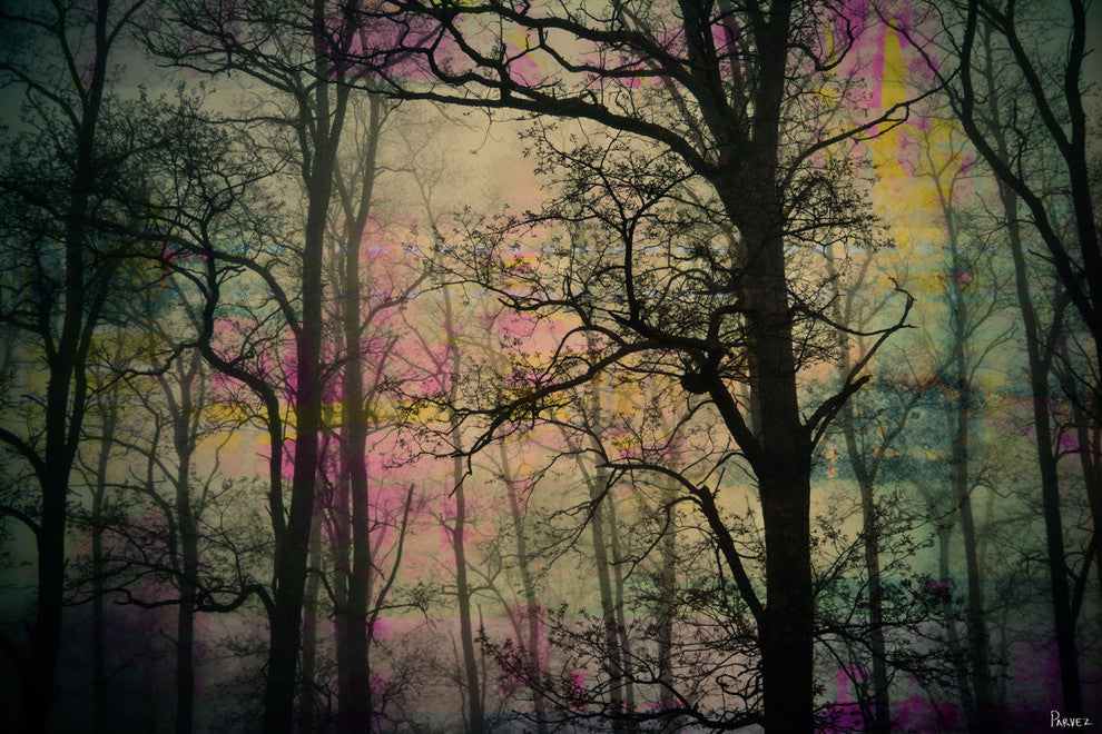 "Night Sight" Fine Art Canvas Print, 18"x12"