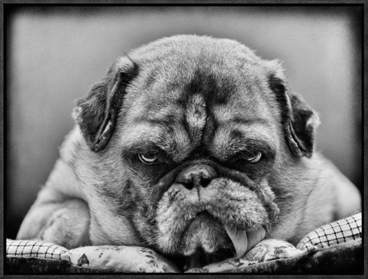"The Boss" Framed Canvas Giclee by Angelika Martha Himburg, 23x17"