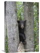 "Black Bear Juvenile Male In Tree, Orr, Minnesota" Artwork, 16" x 24"