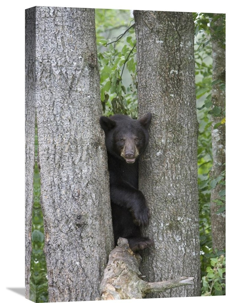"Black Bear Juvenile Male In Tree, Orr, Minnesota" Artwork, 16" x 24"