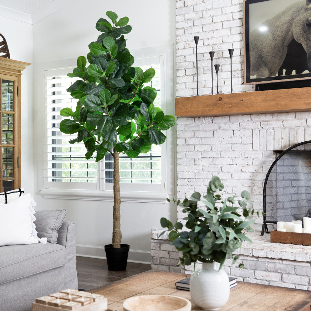 Lifestyle: full fiddle leaf fig tree shown in a real room environment, product fully visible.
