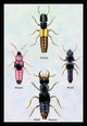 Beetles from Britain, Brazil, and North America #1- Gallery Wrapped Canvas Art