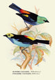 Superb Tanager; Paradise Tanager - Fine Art Giclee Print 24" x 36"