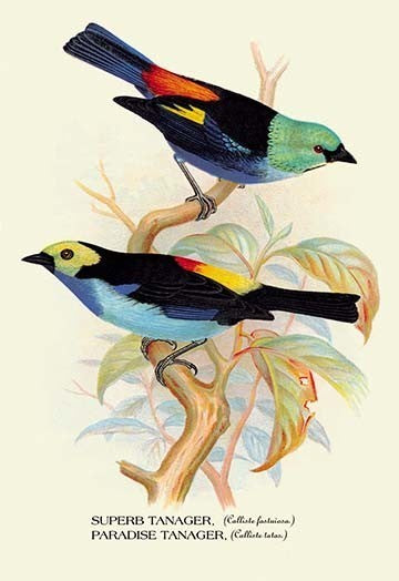 Superb Tanager; Paradise Tanager - Fine Art Giclee Print 24" x 36"