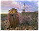 "Saguaro and Giant Barrel Cactus, Saguaro National Park" Paper Art, 26"x20"