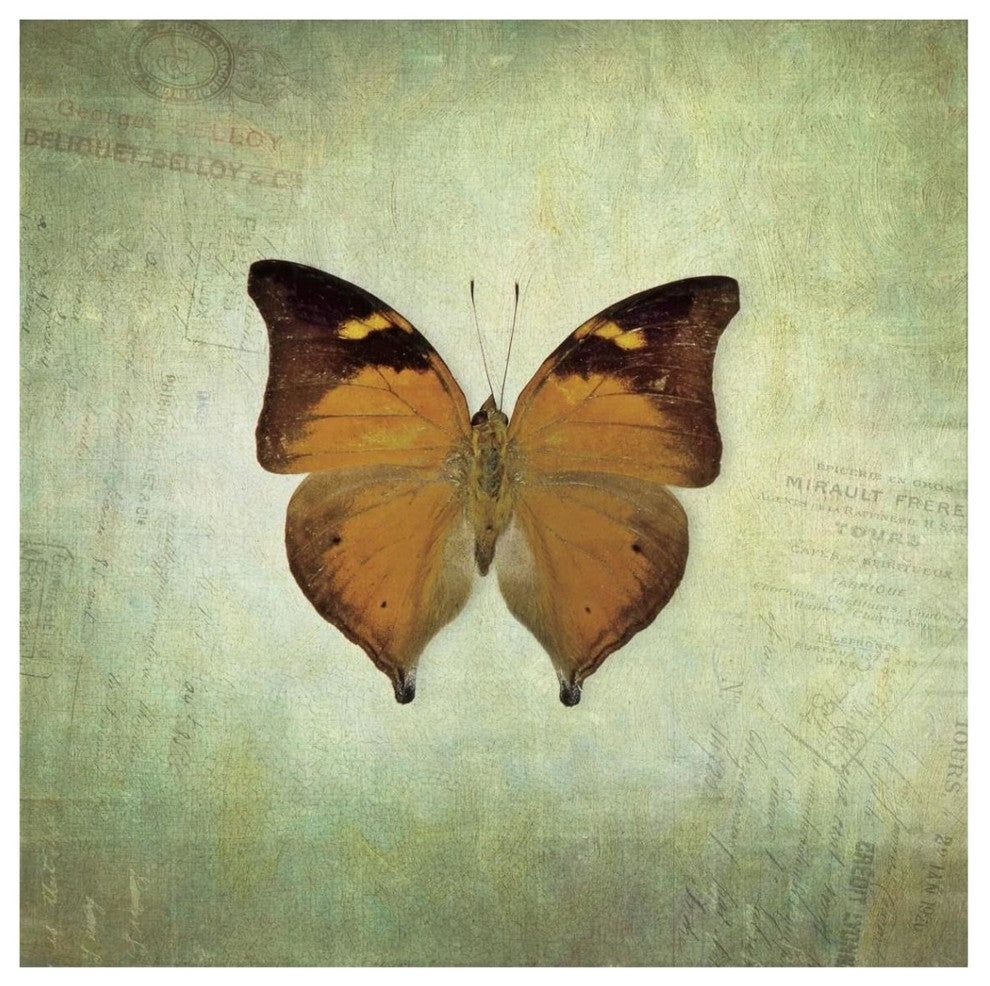 "French Butterfly VII" Digital Paper Print by Debra Van Swearingen, 42"x42"