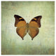 "French Butterfly VII" Digital Paper Print by Debra Van Swearingen, 42"x42"