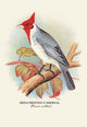 Red - Crested Cardinal - Framed Paper Poster 20" x 30"