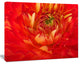 Bright Red Close Up Flower Petals, Floral Canvas Art Print, 20"x12"
