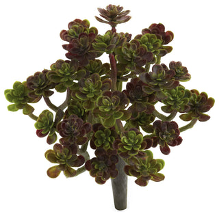 Uniform white background; cropped/zoomed view of the succulent rosettes.
