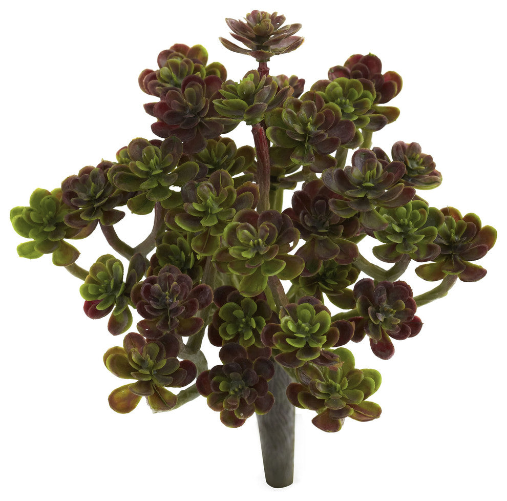 Uniform white background; cropped/zoomed view of the succulent rosettes.