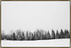 36x24 Pine Line, Framed Artwork, Gold