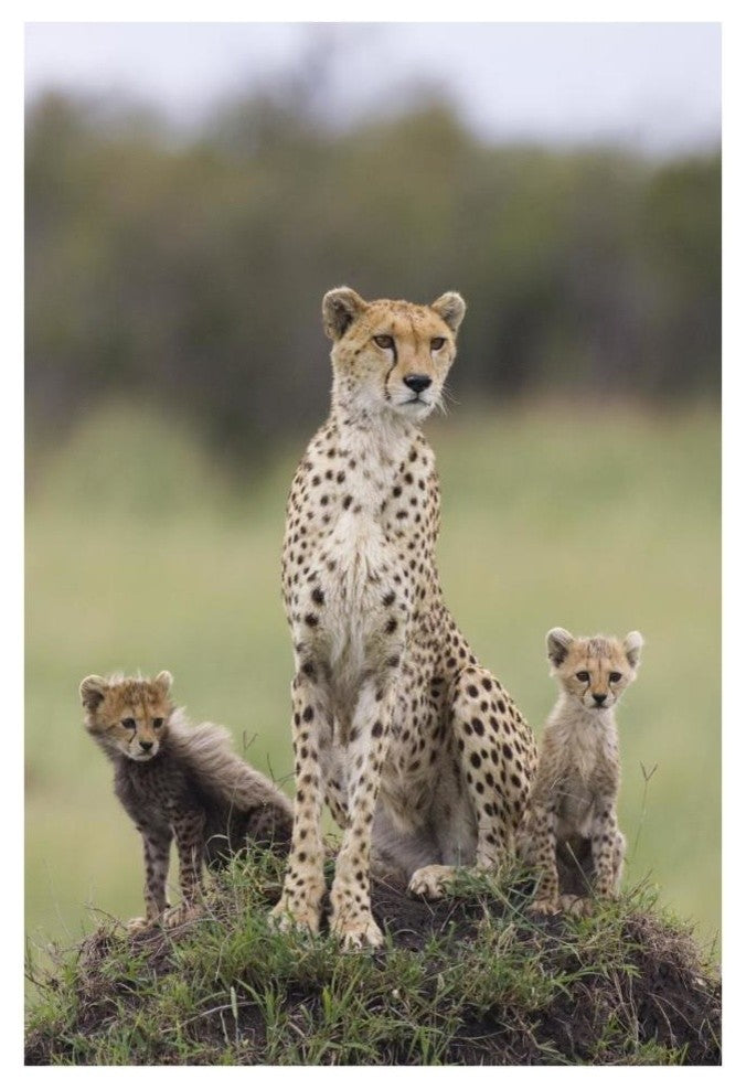 "Cheetah mother and 8-9 week old cubs, Maasai Mara Reserve" Paper Art, 26"x38"