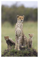 "Cheetah mother and 8-9 week old cubs, Maasai Mara Reserve" Paper Art, 26"x38"