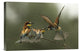 "The Fight For The Female" Stretched Canvas Giclee by Alberto Carati, 18x12"