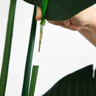 Close-up of stem with hand near base on white background (alternate_white_close).
