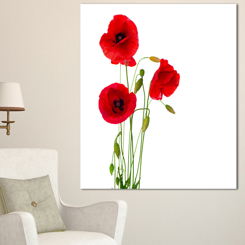 Isolated Red Poppy Flowers, Floral Canvas Art Print, 30"x40"