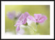 "Pink Melody" Framed Digital Print by Mandy Disher, 44x32"