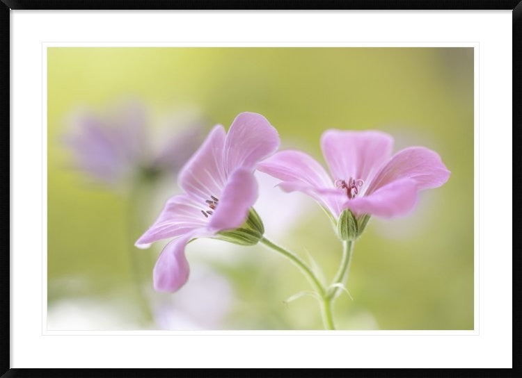 "Pink Melody" Framed Digital Print by Mandy Disher, 44x32"